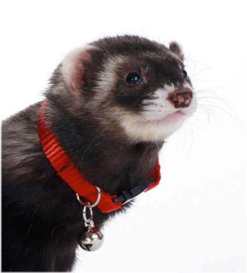 Ferret Bell Collar by Marshall Pet Products