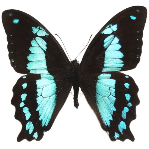 Blue Bromius African Beauty