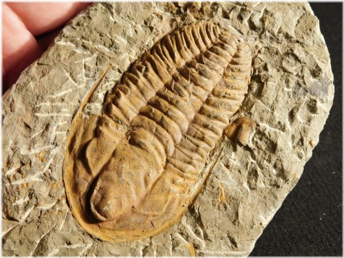 Moroccan Hamatolenus Fossil