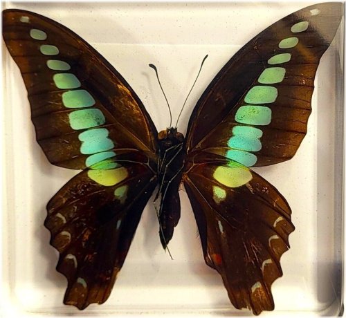 Bluebottle Beauty in Lucite