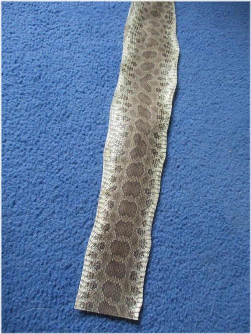 Rattlesnake Skin Fragments Collection