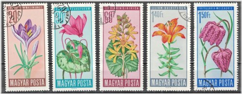 Floral Splendor Collection