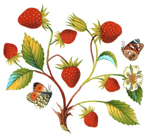 Strawberry Wings Overglaze Waterslide Ceramic Decals