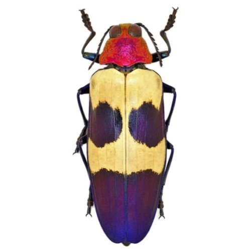 Jewel Beetle Collection: Chrysochroa buqueti