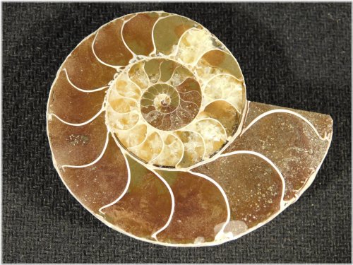 Madagascar Ammonite Time Capsule