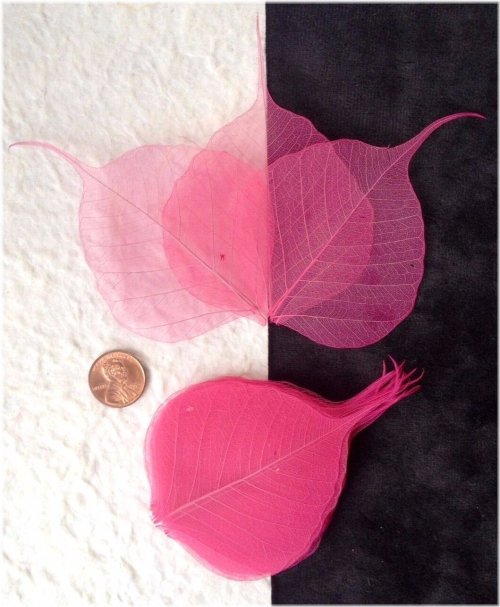 Pink Banyan Skeleton Leaves