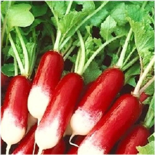 Crunchy Parisian Delight Radish Seeds