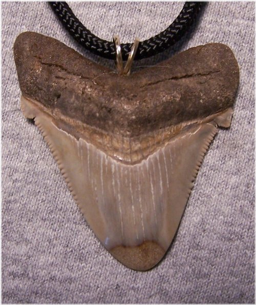 Megalodon Gem Tooth Pendant