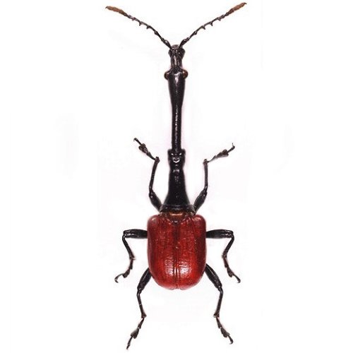 Madagascar Red Giraffe Weevil Collectible