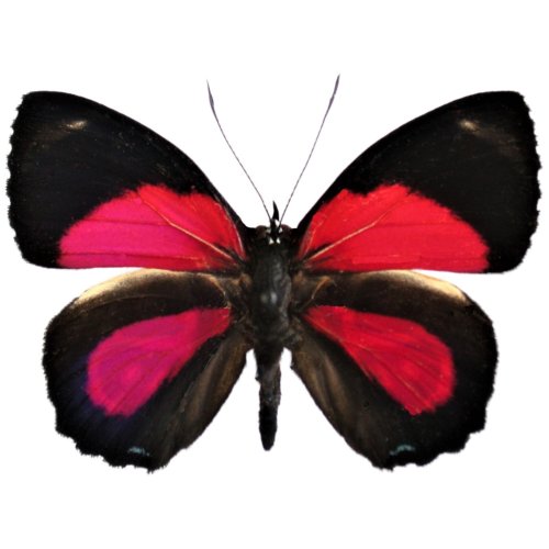 Scarlet Peruvian Beauty