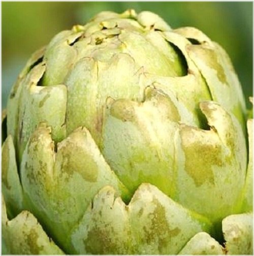 Artisan's Delight: Heirloom Green Globe Artichoke Seeds